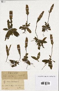 spécimen de Gentiana kochiana