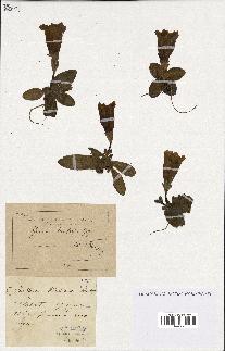 spécimen de Gentiana kochiana