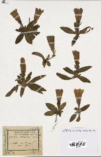 spécimen de Gentiana kochiana