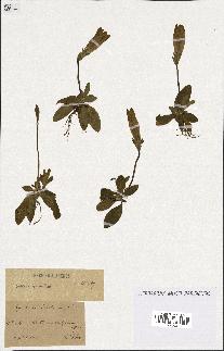 spécimen de Gentiana kochiana