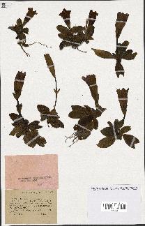 spécimen de Gentiana kochiana