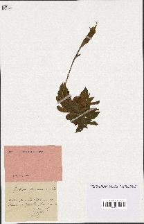 spécimen de Gentiana kochiana