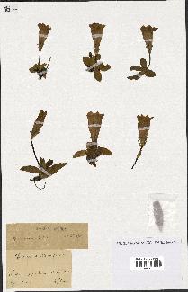 spécimen de Gentiana kochiana