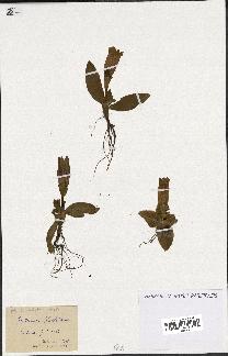 spécimen de Gentiana kochiana