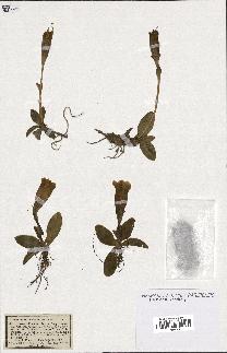 spécimen de Gentiana kochiana