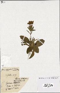 spécimen de Gentiana kochiana
