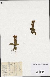 spécimen de Gentiana kochiana