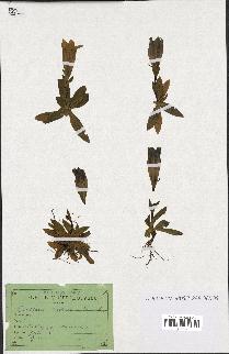 spécimen de Gentiana kochiana