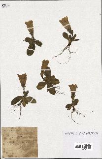 spécimen de Gentiana kochiana