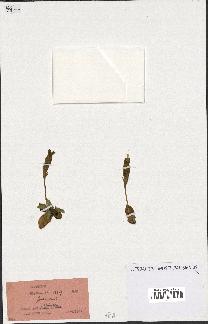 spécimen de Gentiana kochiana