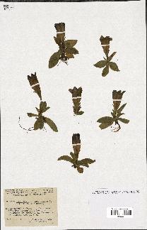 spécimen de Gentiana kochiana