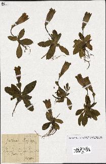 spécimen de Gentiana kochiana