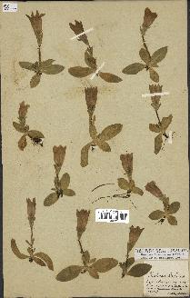 spécimen de Gentiana kochiana