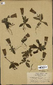 spécimen de Gentiana kochiana