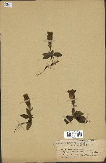 spécimen de Gentiana kochiana