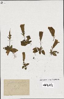 spécimen de Gentiana kochiana