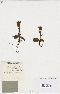 spécimen de Gentiana kochiana