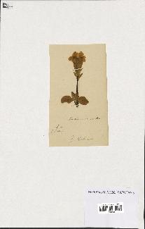 spécimen de Gentiana kochiana