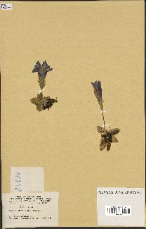 spécimen de Gentiana kochiana