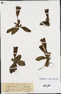 spécimen de Gentiana kochiana