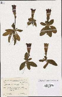 spécimen de Gentiana kochiana