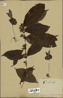 spécimen de Coffea arabica