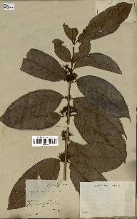 spécimen de Coffea arabica