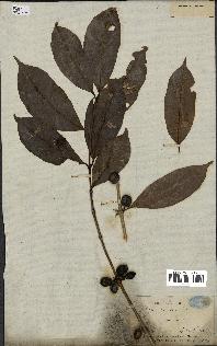 spécimen de Coffea arabica