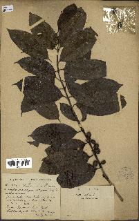 spécimen de Coffea arabica