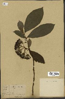 spécimen de Duperrea pavettifolia