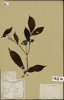 spécimen de Duperrea pavettifolia