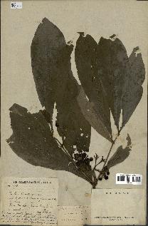 spécimen de Duperrea pavettifolia