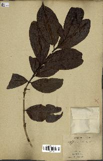 spécimen de Coffea arabica