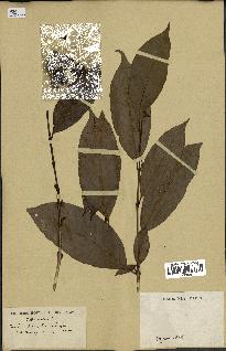 spécimen de Coffea arabica