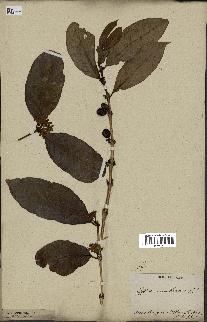 spécimen de Coffea arabica