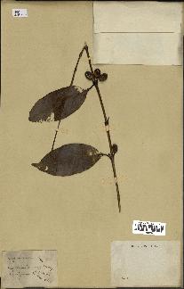 spécimen de Coffea arabica