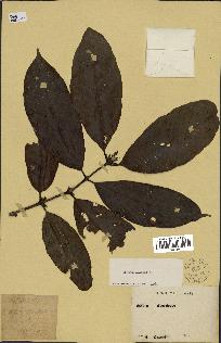 spécimen de Coffea arabica