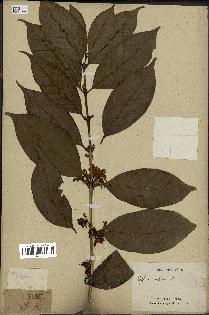 spécimen de Coffea arabica