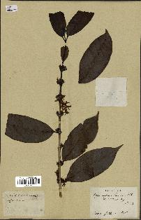 spécimen de Coffea arabica