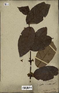 spécimen de Coffea arabica
