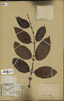 spécimen de Coffea arabica