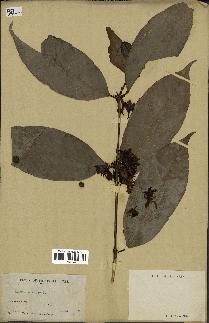 spécimen de Coffea arabica