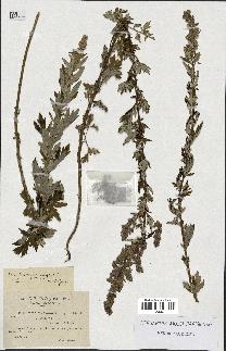 spécimen de Artemisia vulgaris