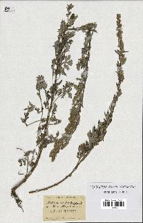 spécimen de Artemisia vulgaris