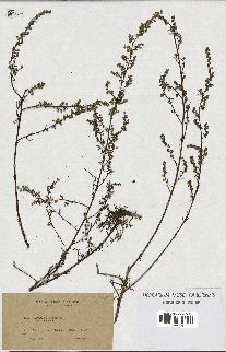 spécimen de Artemisia campestris