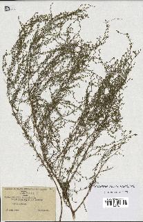 spécimen de Artemisia campestris