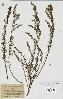 spécimen de Artemisia campestris