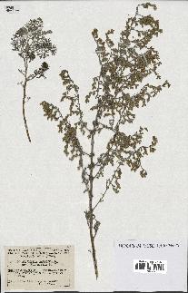 spécimen de Artemisia maritima