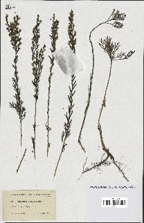 spécimen de Artemisia coerulescens