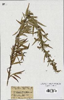 spécimen de Artemisia verlotiorum